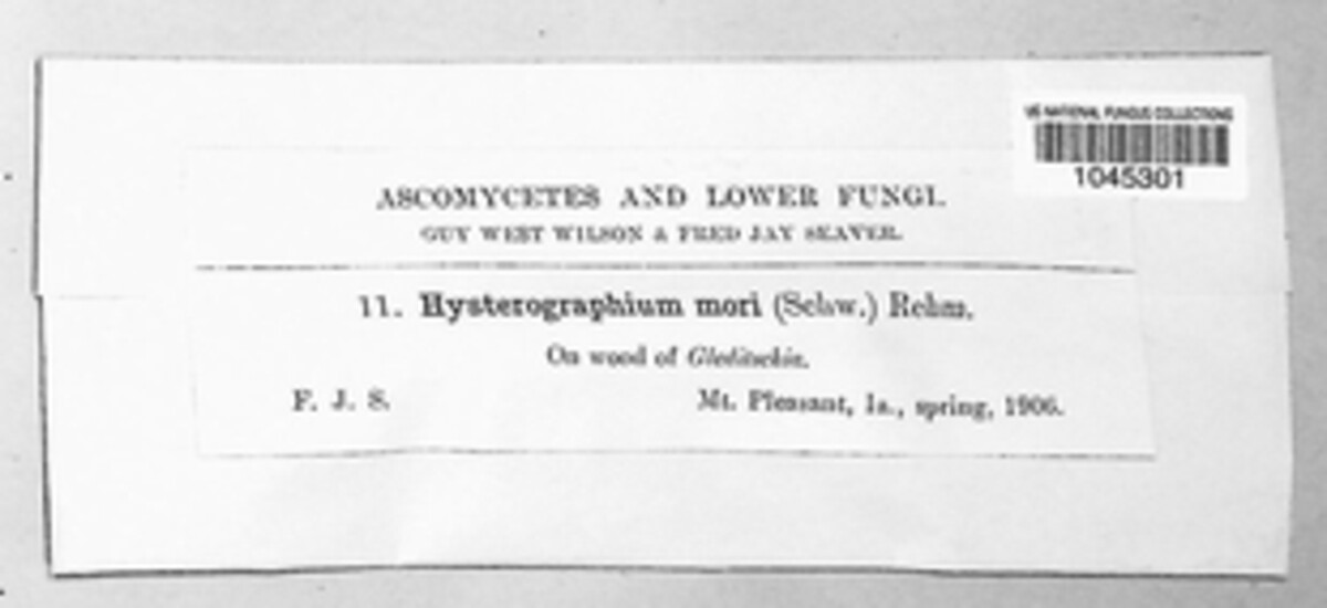 Hysterobrevium mori image